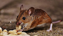 24 Hour & Emergency Exterminators in Estherville, IA